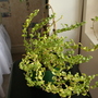 Snapdragon2 (Antirrhinum)