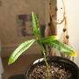 Mystery plant