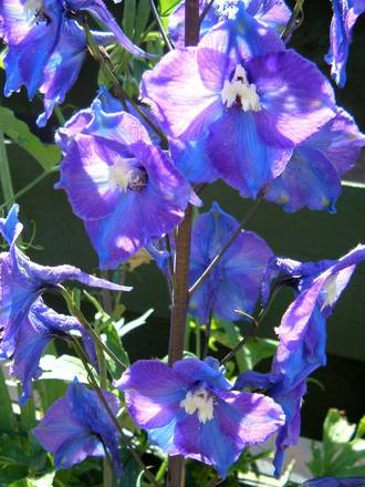 Delphinium