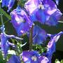 30_july_003