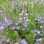 Veronica prostrata (Veronica prostrata)
