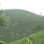 Tea plantation in Kerala (Camellia sinensis)