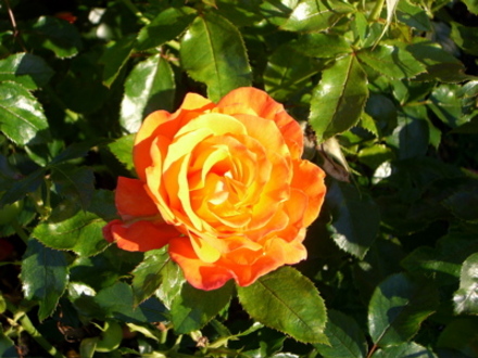 Rose at Regents Park (Rosa)