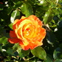 Rose at Regents Park (Rosa)