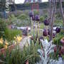 Tulipa Black Night (Tulipa tarda)
