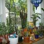 Cactus and Succulents