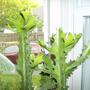 Euphorbia - New growth