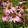 Echinacea Purpurea