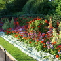 Summer in Regent's Park