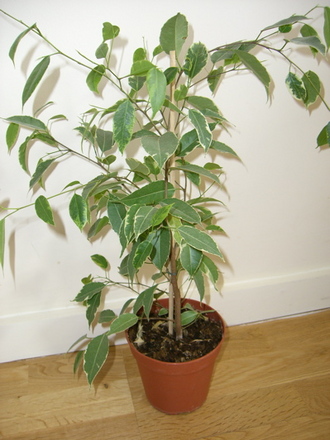 Golden King (Ficus benjamina 'Golden King')