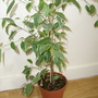 Golden King (Ficus benjamina 'Golden King')