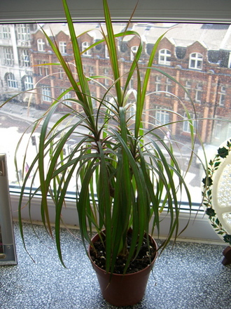 Everything a pound (Dracaena marginata)