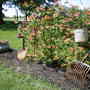 Spring__2008__4