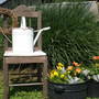 A garden flower photo