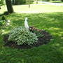 hosta