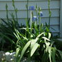 yellow iris