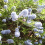 Vistabileceanothusin_bloom_14