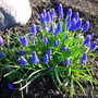 Grape Hyacinth Muscari botryoides
