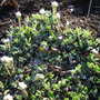 Pussy Toes  Antennaria
