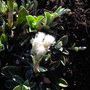 Pussy Toes (close up) Antennaria