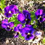 Happy Purple Pansies