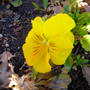 Yellow Pansy