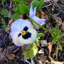 White Pansy
