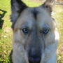 Meesha