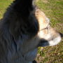 Meesha