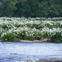 Spider Lillies