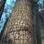 holy trunk