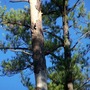 woodpecker?