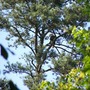 Eagle at Lansford