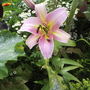 A garden flower photo