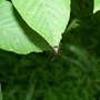bug on leaf