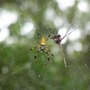 spider at edisto beach