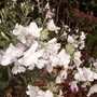 stock flower (Matthiola incana (Branching Stock))
