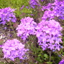 verbena 'homestead purple' (Verbena canadensis (Homestead Verbena))