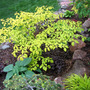 Cornus alternifolia 'Bachone'  ( Gold Bullion TM)