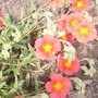 Sun Rose (Helianthemum)