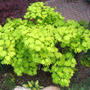 Acer shirasawanum 'Aureum'