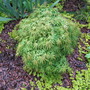 Acer palmatum 'Yuri hime'