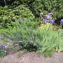 Bearded Iris,wallflower, and rosemary