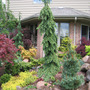 Conifer garden