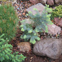 Abies concolr 'Wattezii'