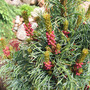 Pinus  parviflora 'Bergman' pollen cones