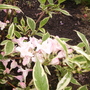 dwarf varigated weigela (Weigela florida (Weigela))