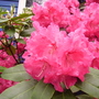 more rhodies (rhododendron)