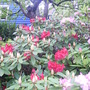 and more (rhododendron)