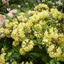 and more (rhodoendron)